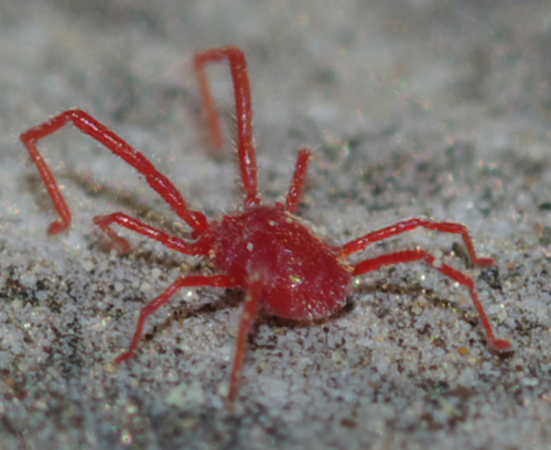 Erythraeidae: Balaustium?